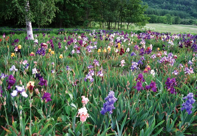 🖼️ 뉴욕 램프 박물관 & 플라워 가든(뉴욕 램프 뮤지엄 & 플라워 가든) 이미지 4